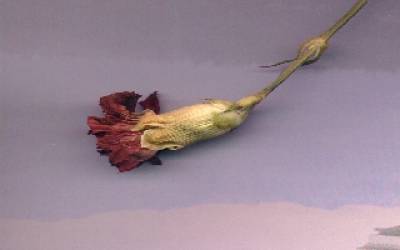 flowerdd.jpg